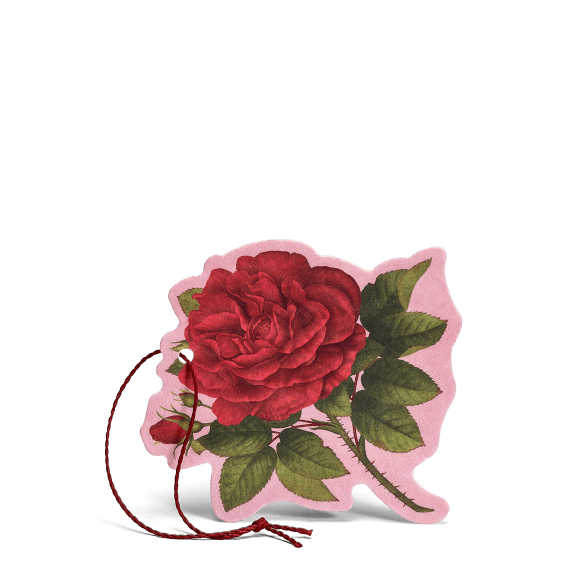Rosa Purpurea fiore Profumato Multiuso